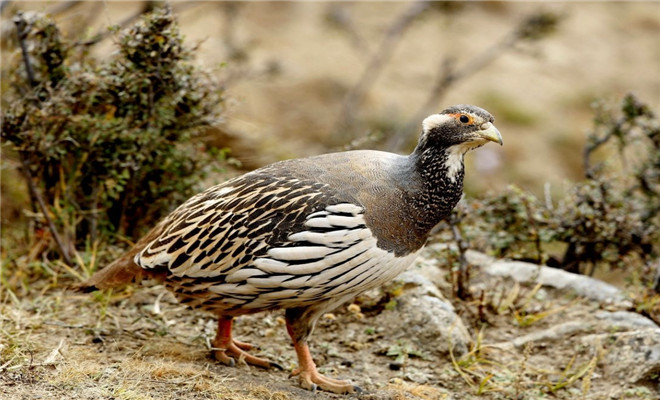 国鸡- 热门商品专区