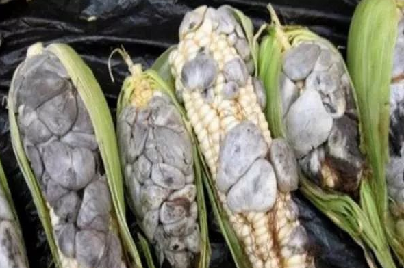 东北农村一种"发霉"的玉米棒,很多人都在买,比玉米还贵