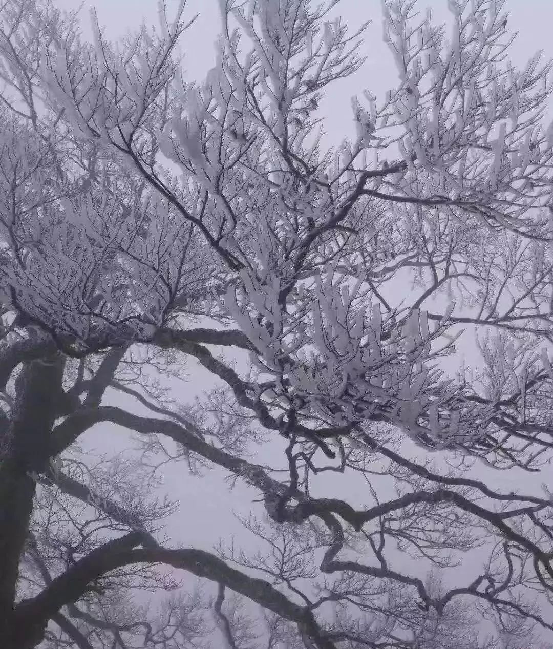 猫儿山惊现雾凇奇观!情怀满地都是,诗意这边独有
