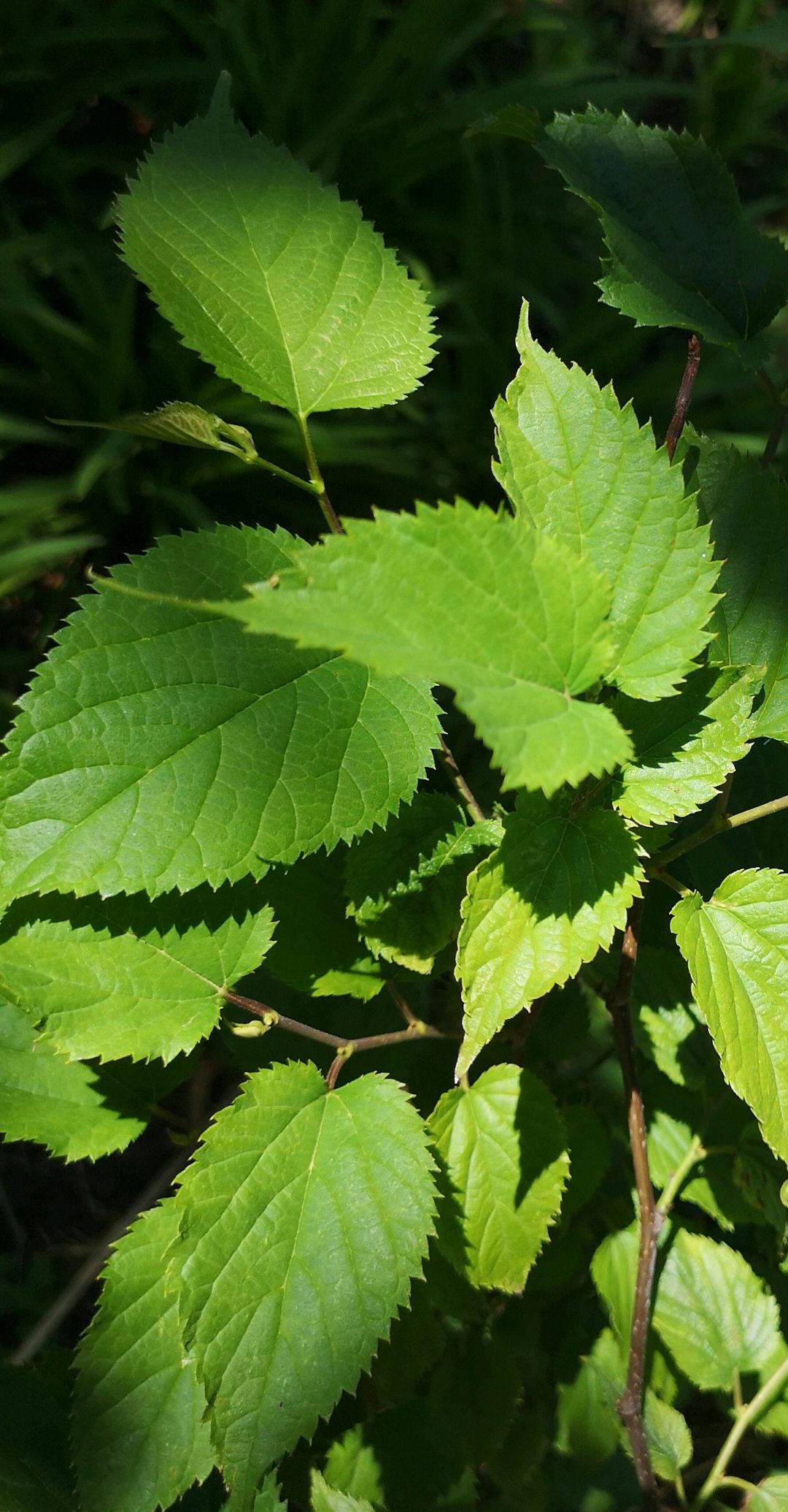 农村里常见的桑树叶有什么用途呢?