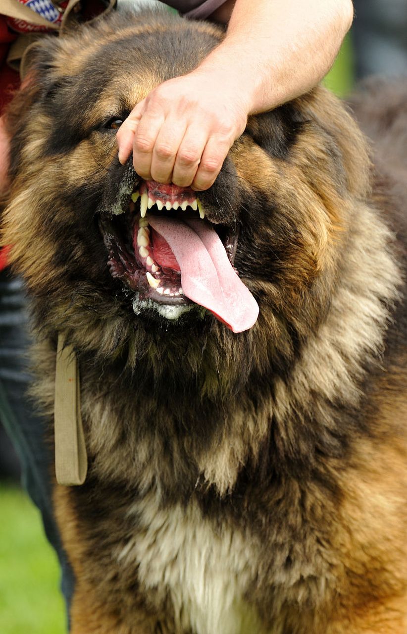 的一种大型藏獒,它的身形比一般藏獒还要高大,毛发更加浓密,眼睛深邃