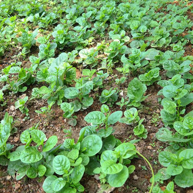 木耳菜什么时候种植好,如何进行种植,有什么管理方法