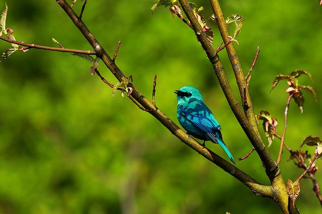 "高颜值"铜蓝鹟首次现身,武汉鸟类纪录再次刷新