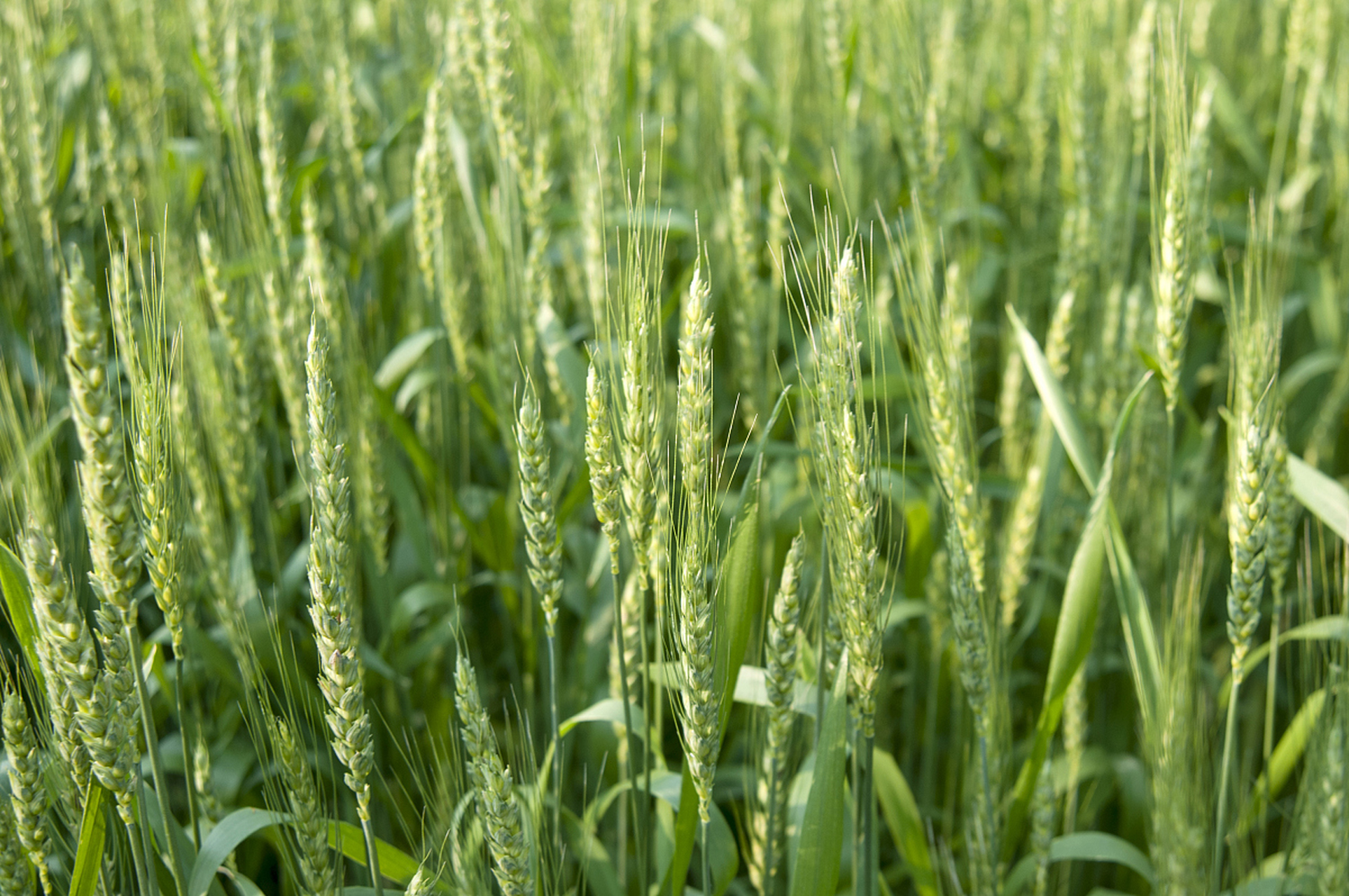 艾麦24是一种半冬性中早熟的小麦品种,全生育期为224