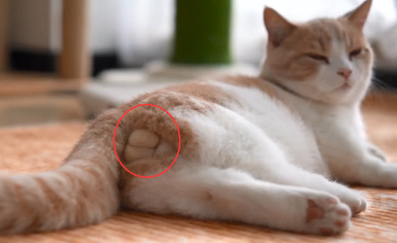 超高清近距离吸"猫蛋",猫:滚,老子不要面子的啊!