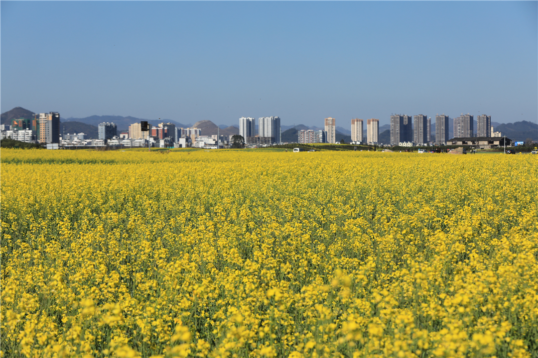 罗平油菜花惊艳绽放,醉美东方花园等您来撩!