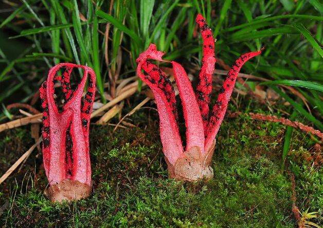 待破壳而出后,终于看到这个生物的面容,居然是一种非常可怕的菌类