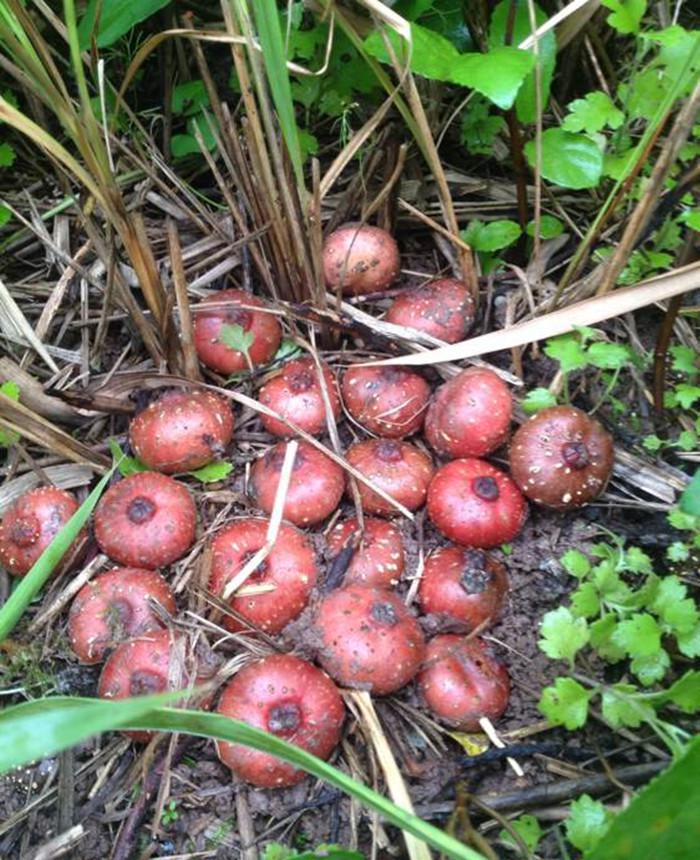 农村这几种土里长出来的水果,你有吃过么?有的人可能还没见过!