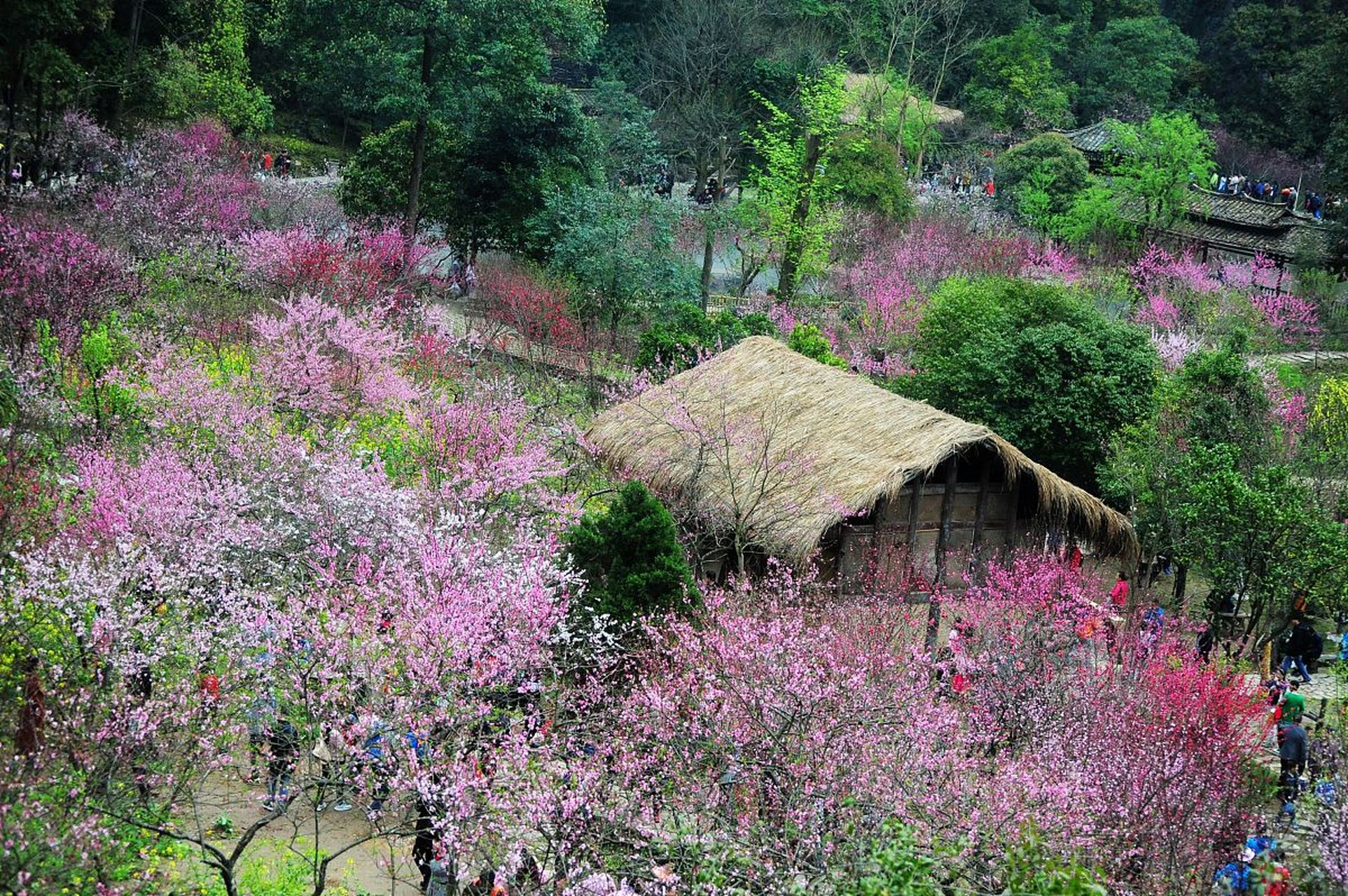 最近,我亲自探访了江苏阳山桃花源景区,简直被这里的美景惊艳到了!