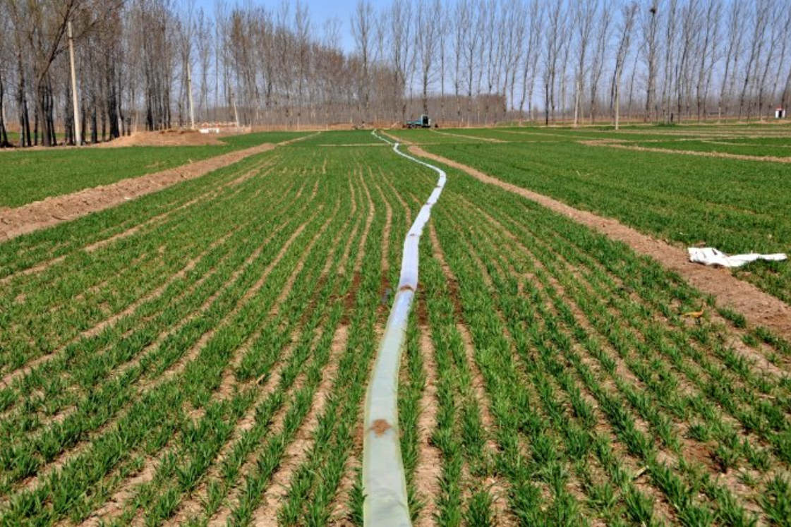 小麦灌水技术有哪些,怎样做到合理而节约用水的目的