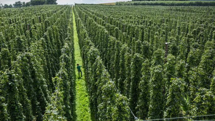 啤酒植物学——啤酒花