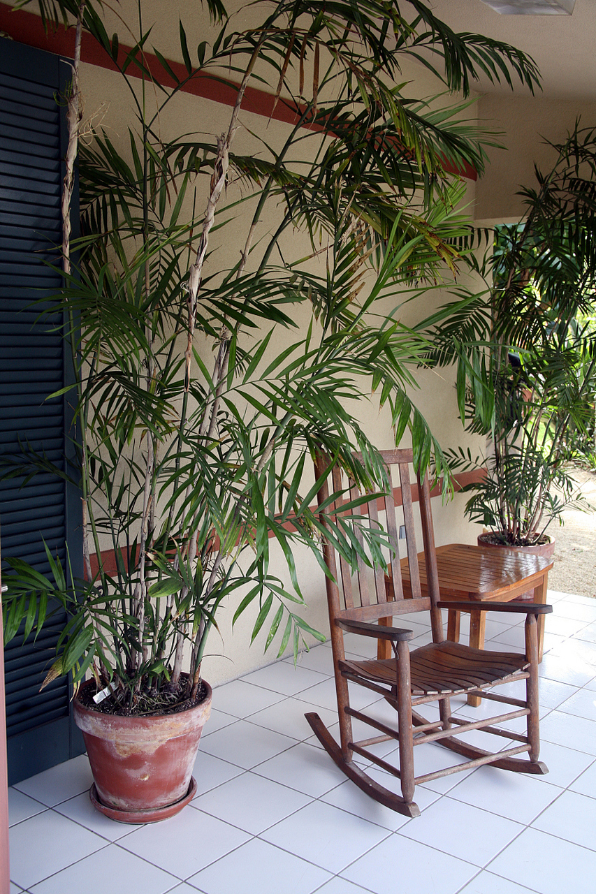 步步高竹子盆栽怎么养?