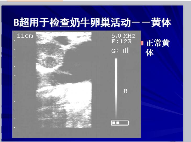 母牛卵泡发育图图片