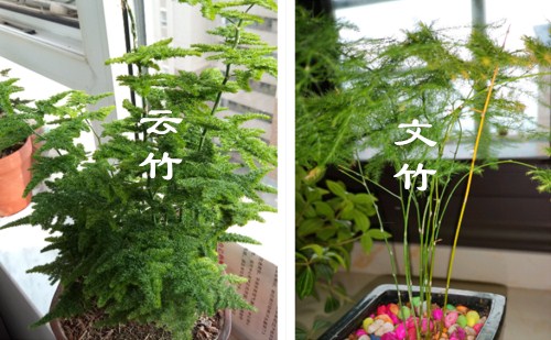 "天门冬科攀援植物"文竹怎么养?和云竹有三点区别!