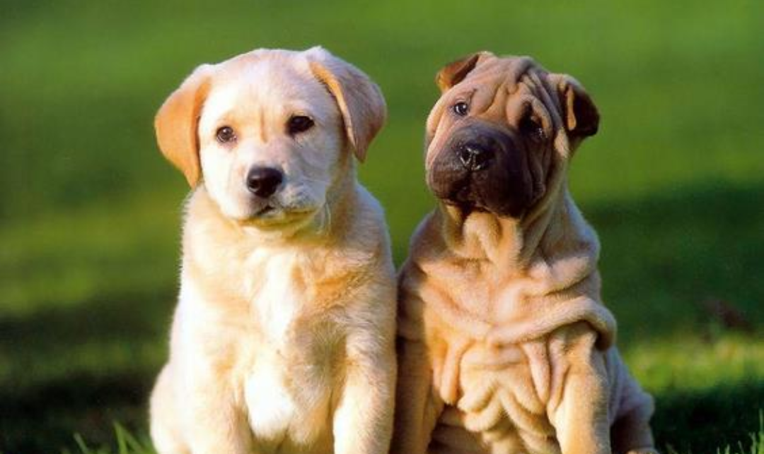 我国十大土生土养的名犬,第五种被认为是外国犬,第一种最威武!