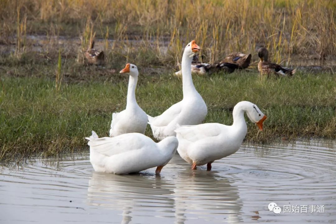 没有一只鹅能活着走出固始