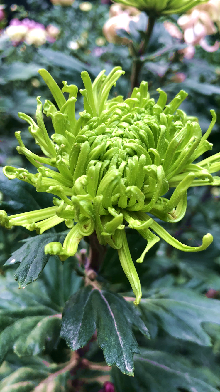 苹果6默认壁纸菊花图片