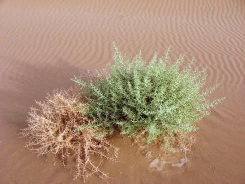 国外长在沙漠的"怪草",风一吹拔根就"跑",看到它能找到水源