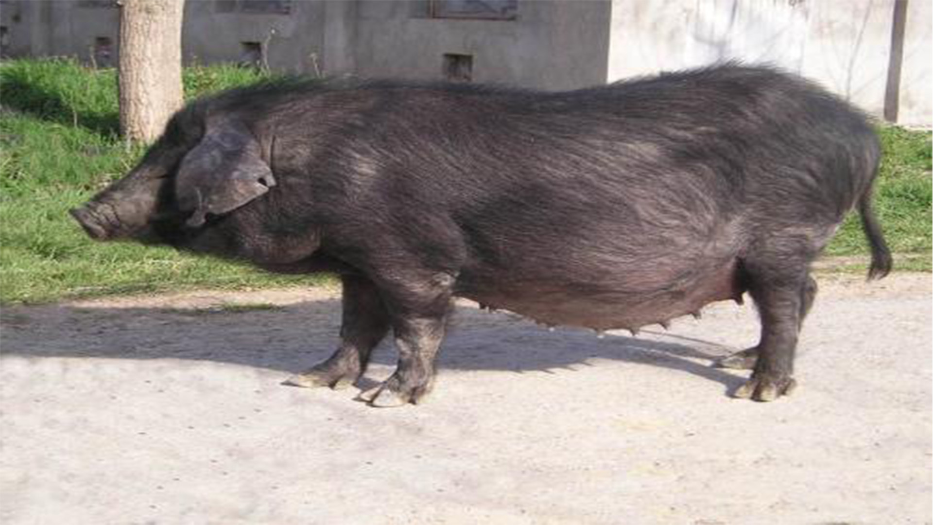 在农村养殖太湖猪是有方法的,你了解如何才能实现高效养殖吗?