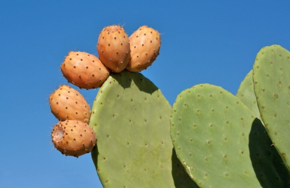 可以吃的仙人掌果,你吃过吗