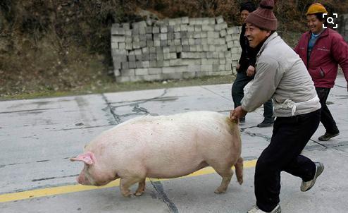 农村杀年猪时谁拉猪尾巴谁就是准女婿,有道理吗
