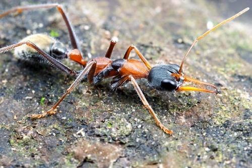 世界上最大的蚂蚁—公牛蚁