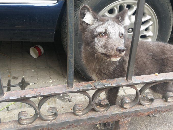 蓝狐幼崽在东城区绿景苑小区里落户 居民:谁能帮它找个家