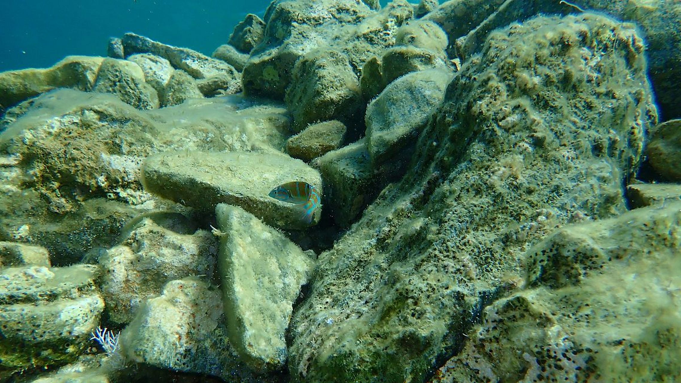 铁锰结核,结壳及海底块状硫化物为三大深海矿产,具有商业开发价值及