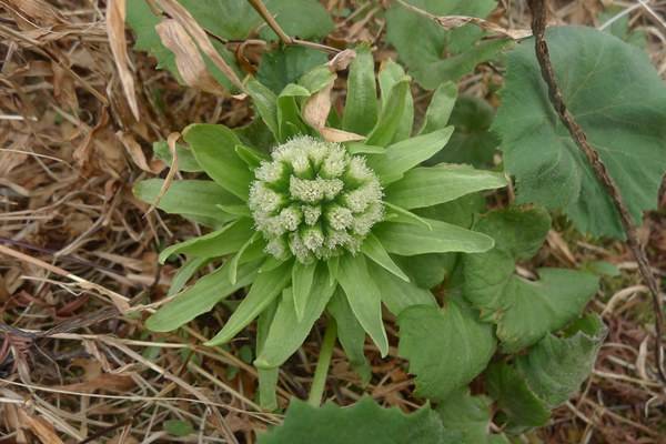 农村这野草,民间用它治咽炎,有人一斤卖40元,却伤肝还致癌