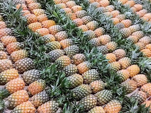 台湾省卖几吨凤梨给日本,绿媒又高潮了