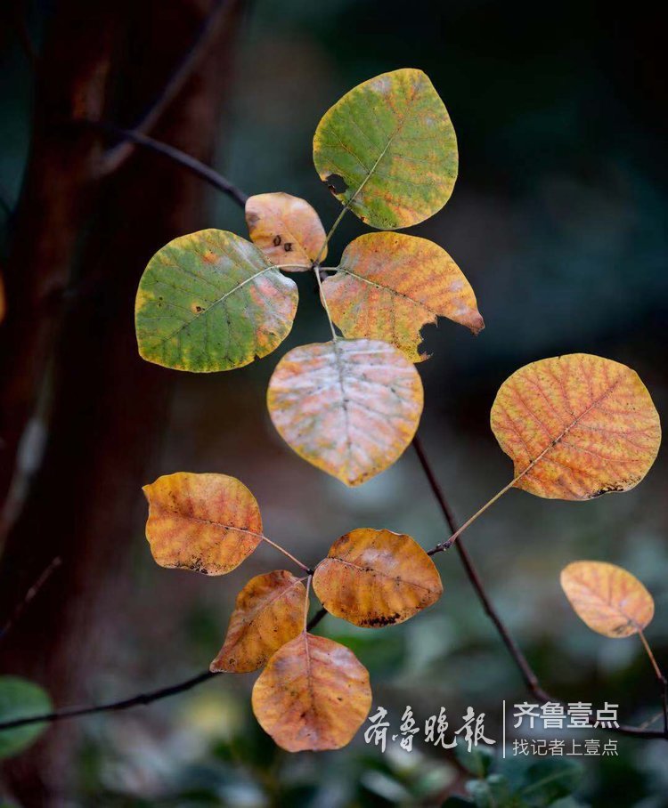 解落三秋葉能開二月花,千佛山秋葉醉人