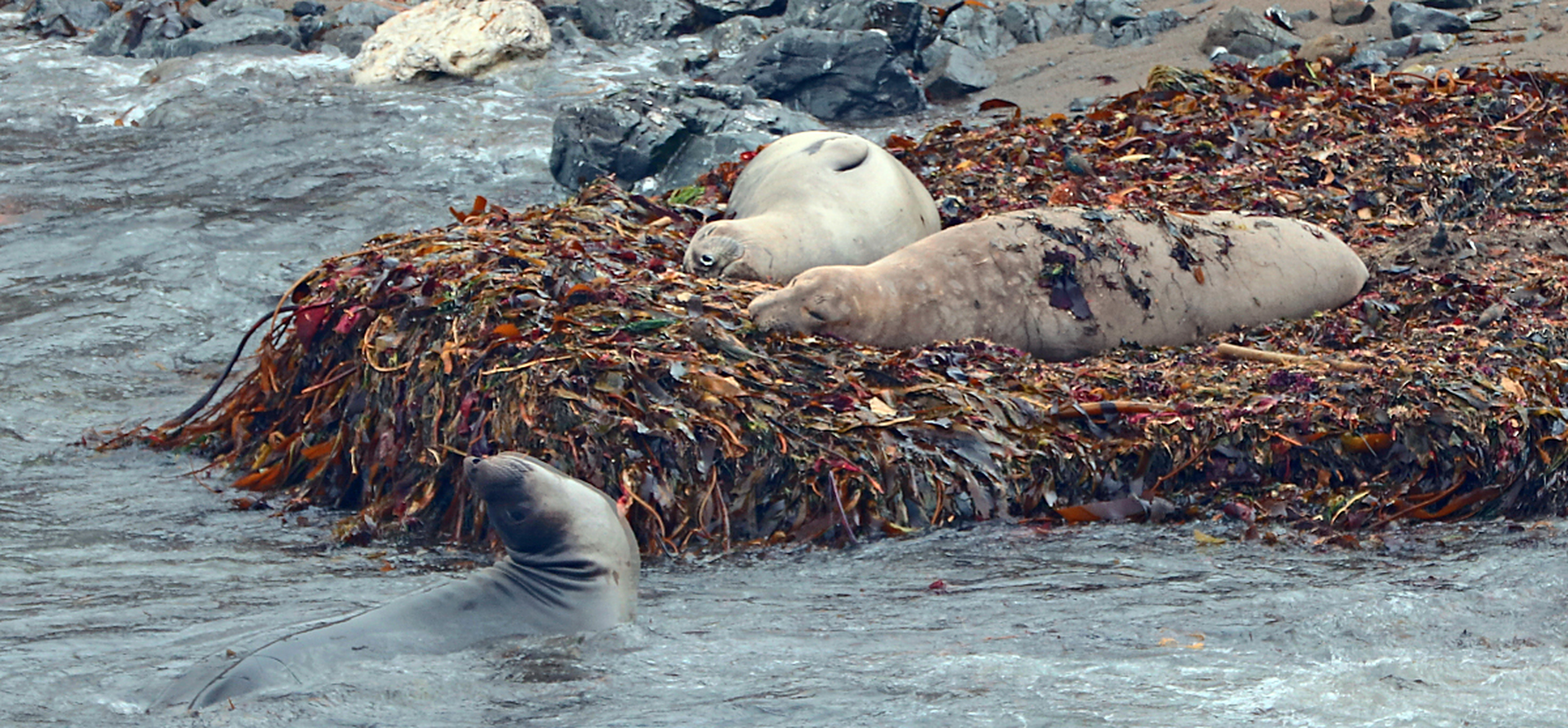 日本排放福岛核污染水# #秋日生活创作季# # 日本正式排核污染水入海