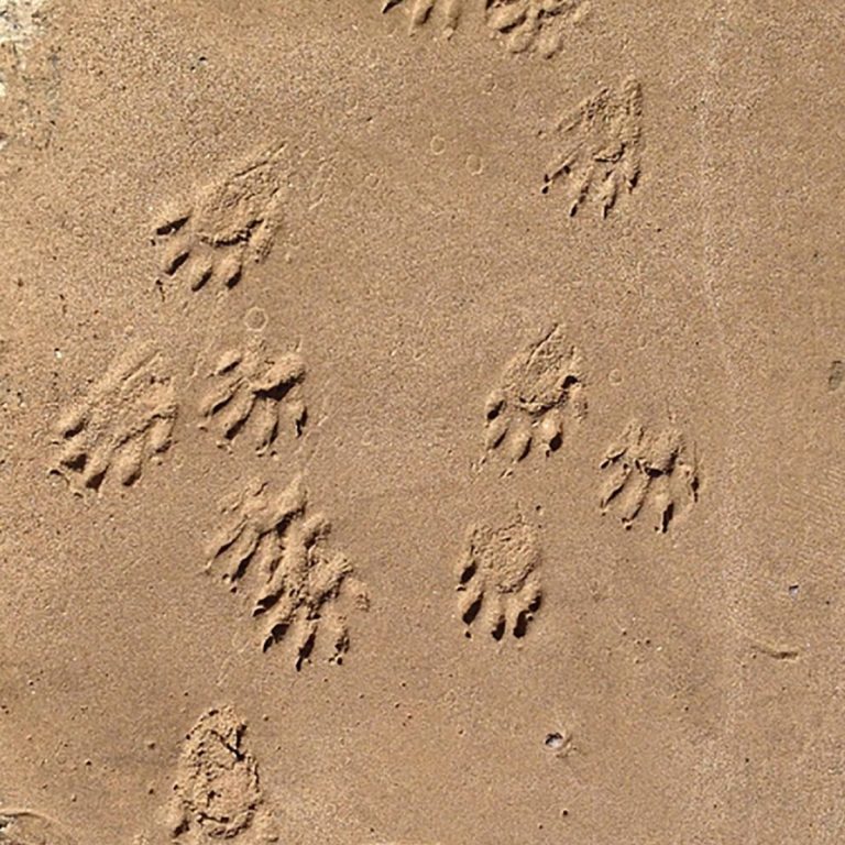 您能根据这些脚印猜出是什么动物吗?