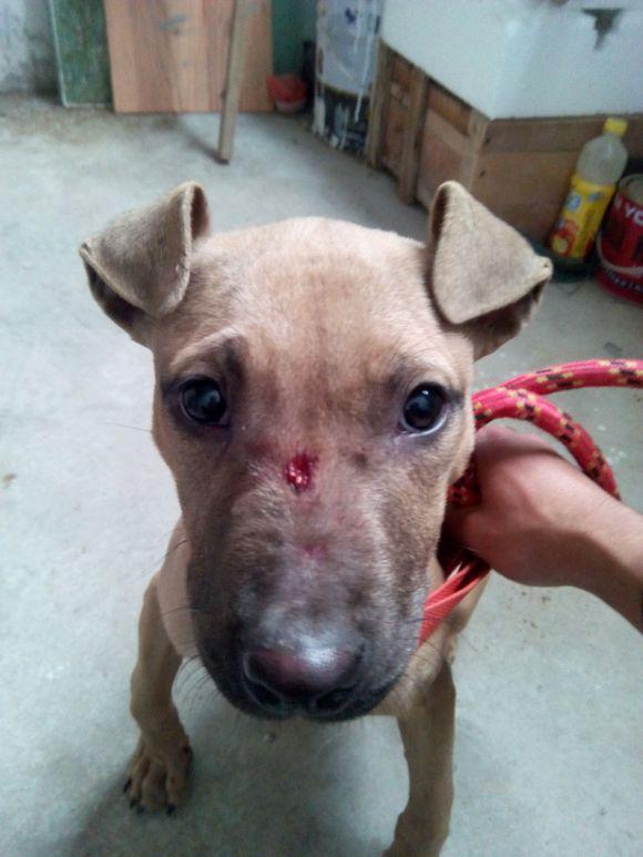 生活中狗狗受伤不配合治疗怎么办?七大方法轻松帮你解决