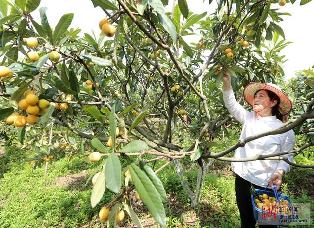 宁波:枇杷熟 果农乐