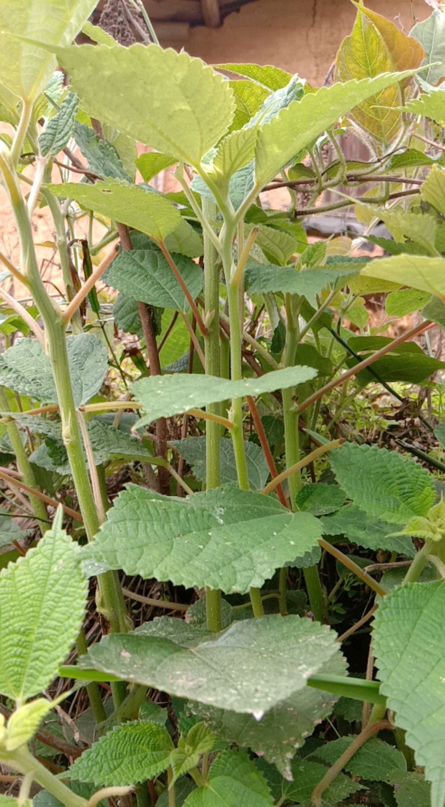 客家美食"苎叶粄"