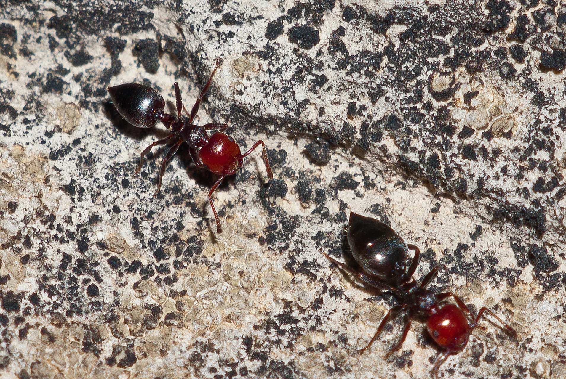 摘要:大头蚁是自然界中的珍贵生物,其养殖历史可追溯至古代文明.