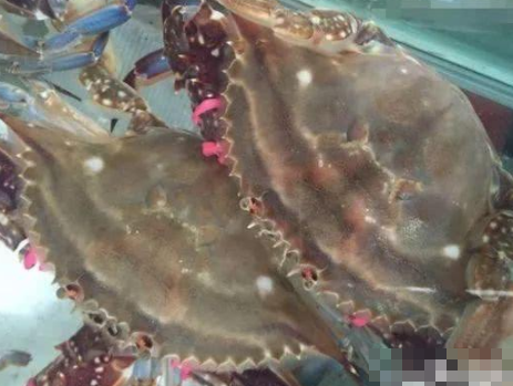 抖音"螃蟹女"火了,买的螃蟹突然多了几个,原因让人"汗颜"