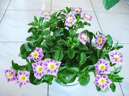 三色旋花种植方法和注意事项