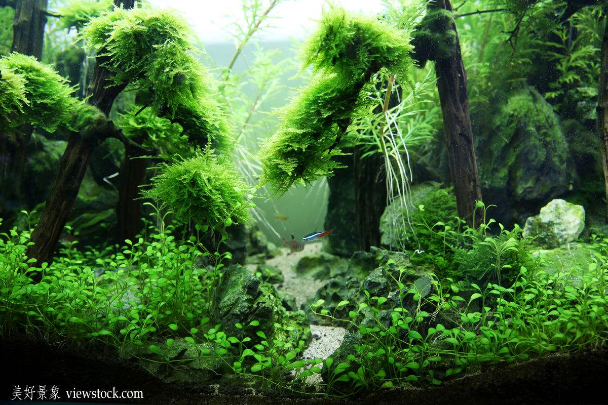 鱼缸水草在使用液肥的时候,首先应该注意些什么?