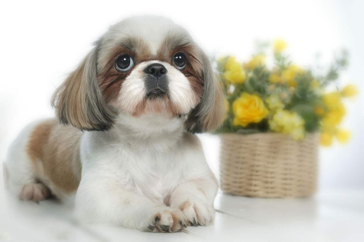 水瓶座(1月20日~2月18日)