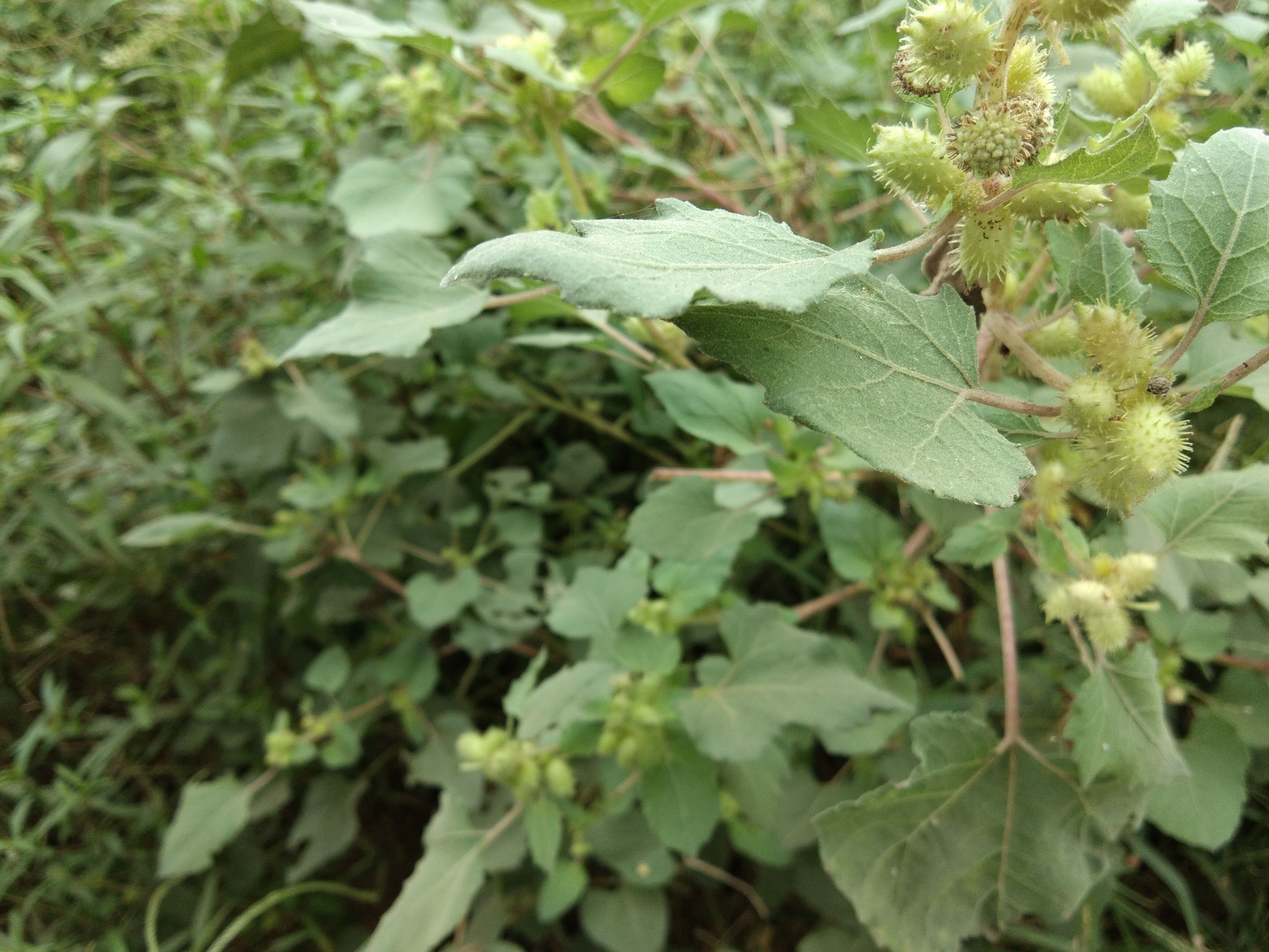 农村野外常见的苍耳是一种很讨厌的野草,但也是一种治疗鼻炎良药