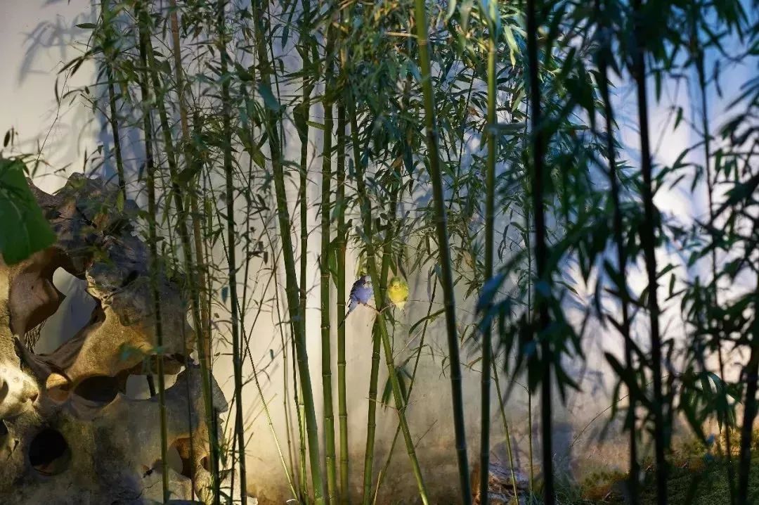 最美庭院竹景,从皇家园林到现代小院落,网友:中国人的情怀!