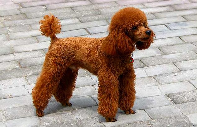 贵宾犬也称"贵妇犬",非常聪明能逗主人开心,适合家庭饲养