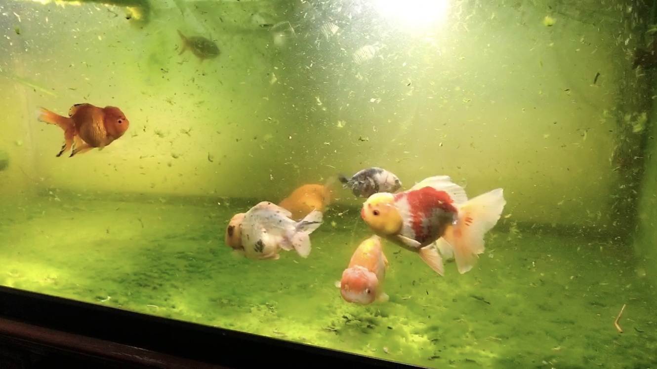 新手养鱼真能折腾,鱼缸里放造浪泵吹的鱼屎乱飞,兰寿泰狮