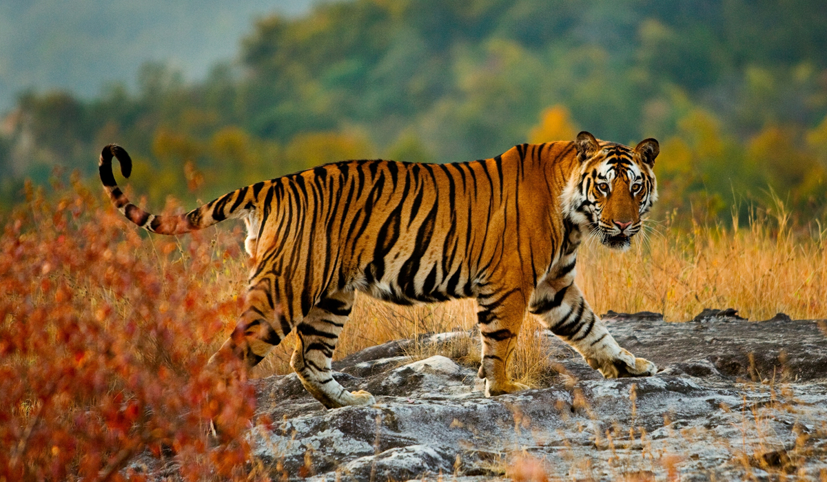 森林中生活着一种比非洲鬣狗还"无耻"的动物,老虎都害怕它