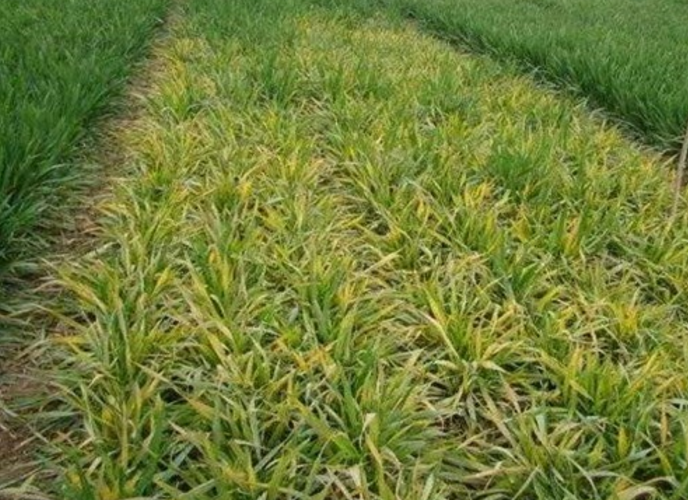 农作物缺氮,往往会造成植株矮小,生长不良,苗细小而弱,叶片发黄,小麦