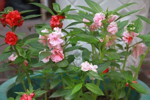 此花,人称"指甲花",现在养起来,2个月后直接采摘,染指甲!