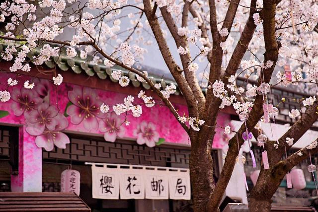 鼋头渚的樱花不仅白天美,夜晚也一样美