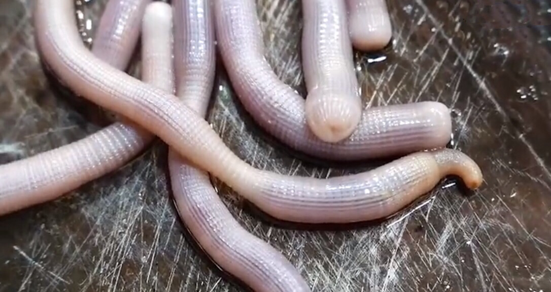 这怎么看起来像肚子里的蛔虫,说完自己自己都恶心了.